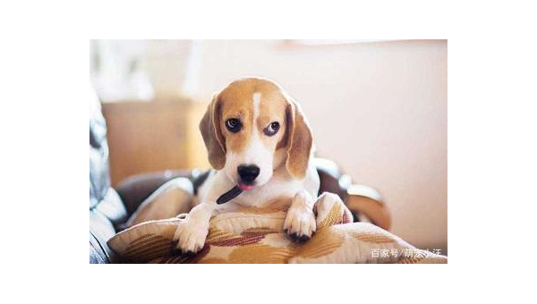 柯基与比格犬:短腿萌犬与活力猎犬的对比