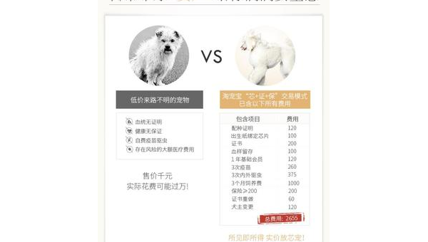 柯基宠物级与血统级区别及选购指南