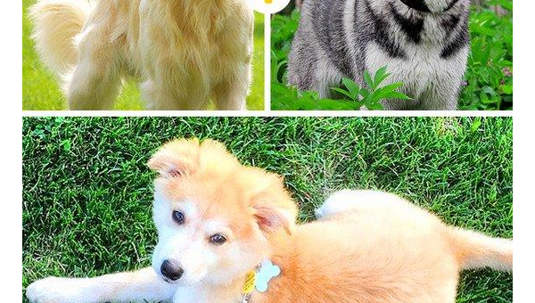 柯基拉多串:萌犬混血的独特魅力与饲养指南