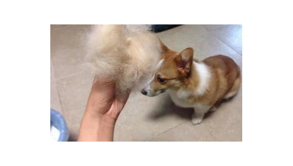 柯基掉毛严重的原因及应对方法