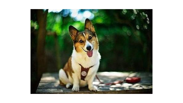 柯基犬失格价格解析:市场行情与影响因素