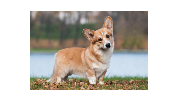 柯基犬常见皮肤病症状与防治指南