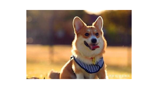 柯基犬感冒症状及家庭护理指南