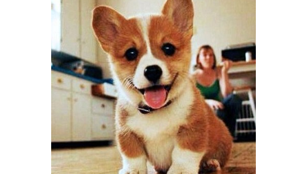 柯基犬的独特魅力:短腿萌宠的快乐哲学