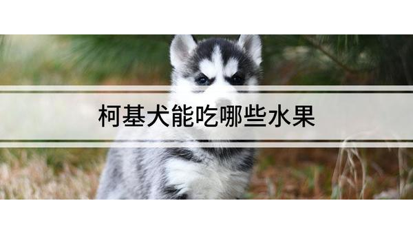柯基犬能吃菠萝吗?安全与注意事项解析