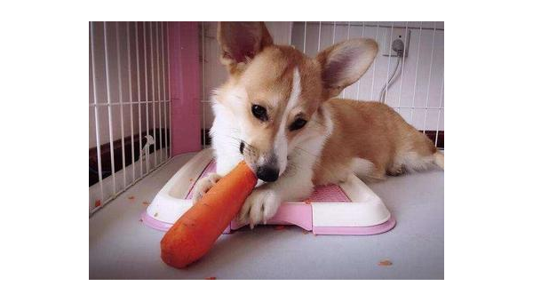 柯基犬能否喂食水果?安全指南与注意事项