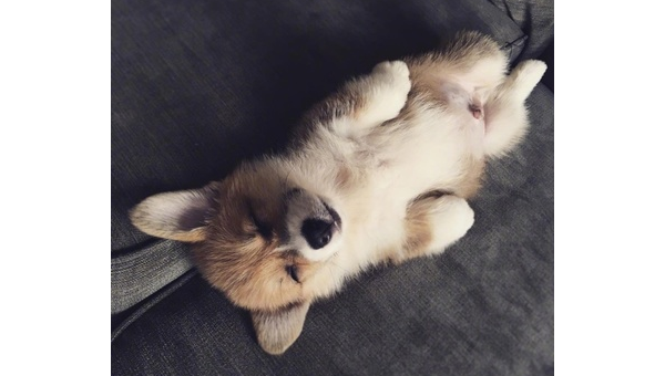 柯基短腿萌翻天:原来是只小短腿的秘密