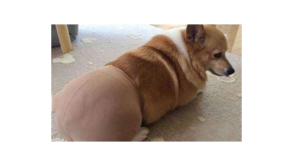 柯基穿丝袜萌态百出引热议