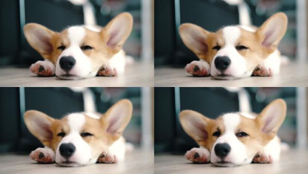 柯基腿短跳不高木地板滑倒惹人笑