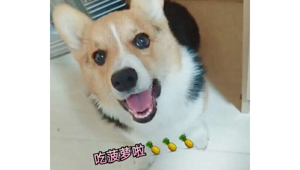 柯基菠萝:萌宠与水果的奇妙碰撞
