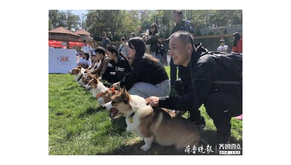 柯基跑马岭宠物谷:萌宠乐园的欢乐之旅