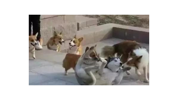 柯基遇狼记:小短腿与大野狼的生死对决