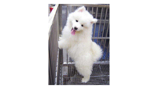 柯基金华产品购买渠道全解析