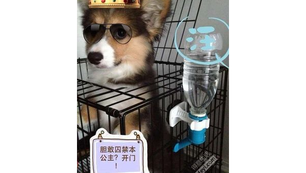 武汉柯基家养拒喂狗粮引热议 科学喂养引思考