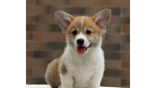 武汉柯基犬购买指南:靠谱渠道与注意事项