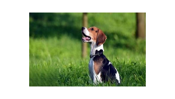 比格犬:活泼友善的猎兔犬家族代表