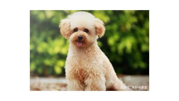 汕头市家养柯基犬购买指南与市场现状