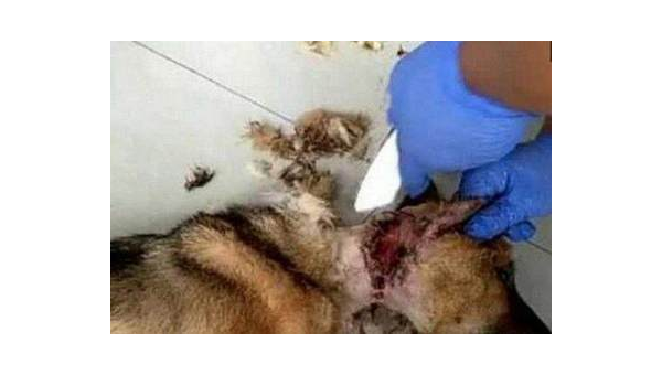 爱犬惨遭土狗袭击 伤口触目惊心