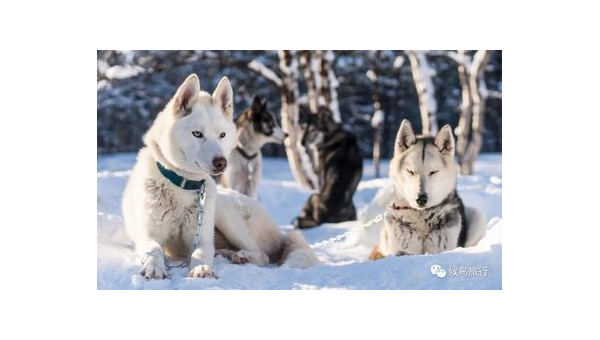 石家庄西伯利亚雪橇犬:极地精灵的华北生活