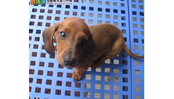 腊肠犬价格揭秘:多少钱一条才合理
