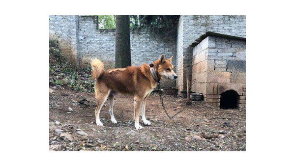 重庆土狗购买指南：靠谱市场与挑选技巧