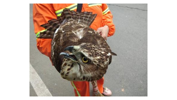 重庆环卫工人剥皮柯基事件引众怒 动物保护亟待加强