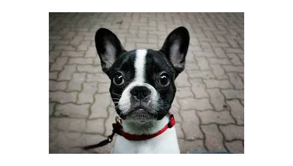 成都私人繁育法国斗牛犬选购指南与注意事项  